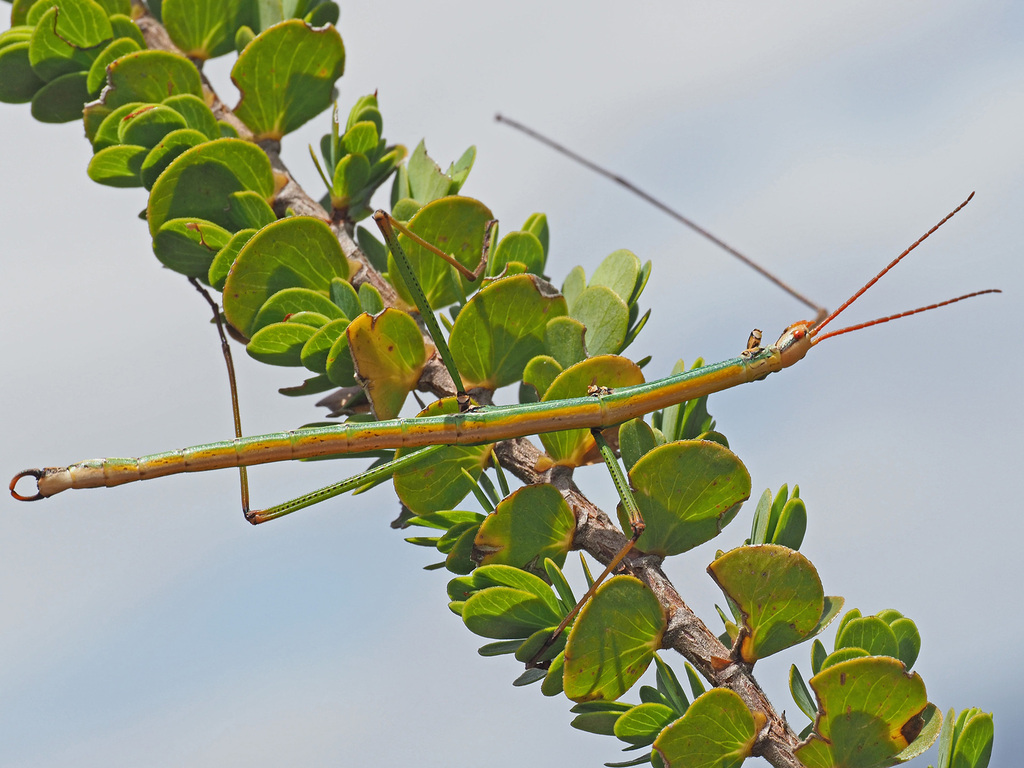 Bacillidae