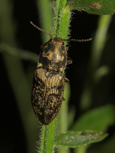chequered click beetle, photo 4 of 10