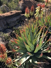 Aloe mutabilis, photograph (c) Tam, some rights reserved (CC BY-SA)