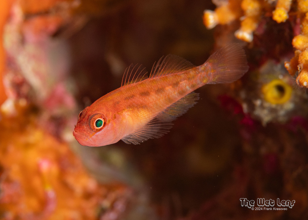 Pudgy Pygmygoby