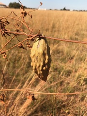 Pentarrhinum insipidum