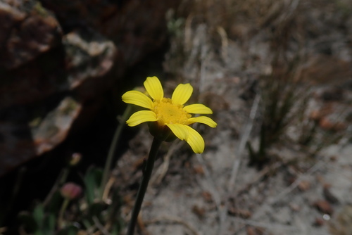 Image of Othonna natalensis by no rights reserved