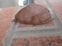 Lasiocampoidea