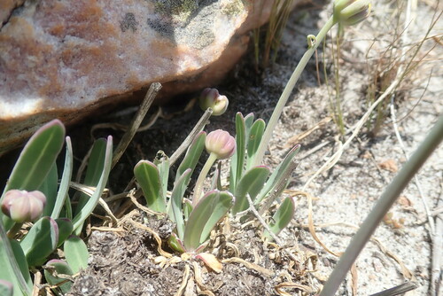 Image of Othonna natalensis by no rights reserved