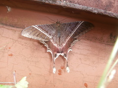 Mania lunus