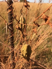 Pentarrhinum insipidum