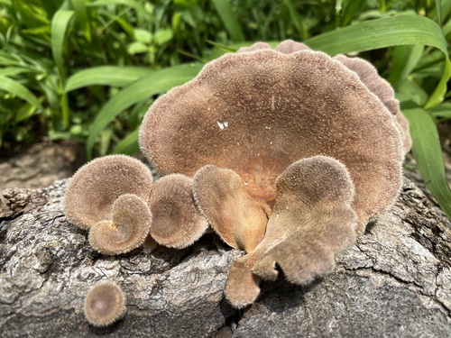 Hairy Oyster Mushroom