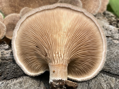 Hairy Oyster Mushroom