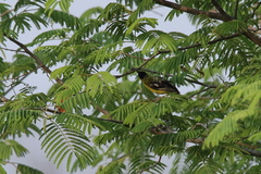 Aegithina nigrolutea