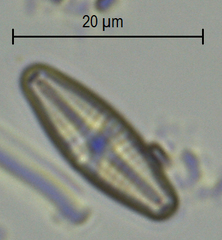 Planothidium lanceolatum