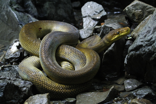 Photo of a Southern Moluccan python (Simalia clastolepis)