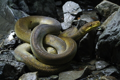 Southern Moluccan Python photo 2
