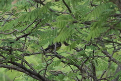 Aegithina nigrolutea