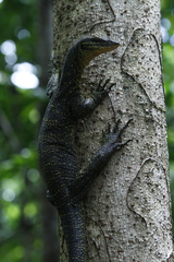 Indian Monitor Lizard photo 3