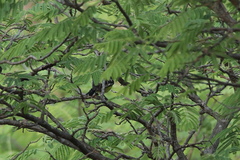 Aegithina nigrolutea