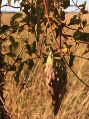 Pentarrhinum insipidum