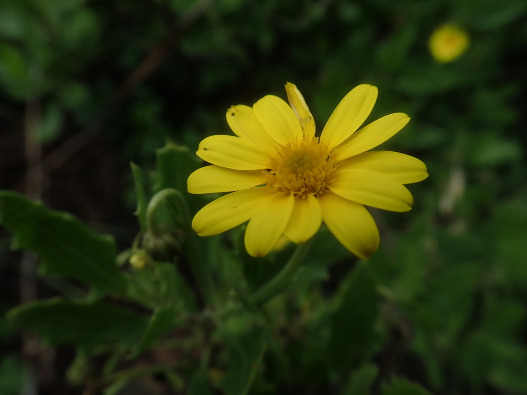 Bitou Flower Bietou from Ehlanzeni District Municipality, South Africa on December ...
