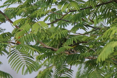 Aegithina nigrolutea