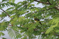 Aegithina nigrolutea