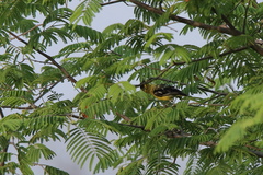 Aegithina nigrolutea