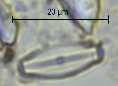 Sellaphora pupula
