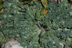 Glaucium elegans