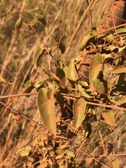 Pentarrhinum insipidum