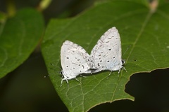 Megisba malaya sikkima