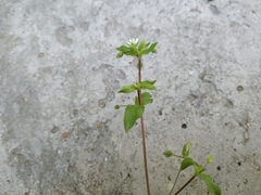 Stellaria media