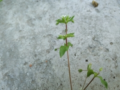 Stellaria media