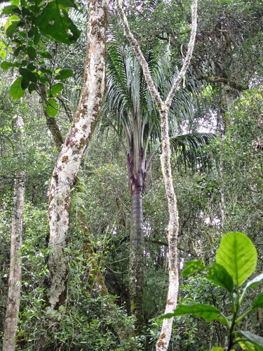 Ravenea robustior