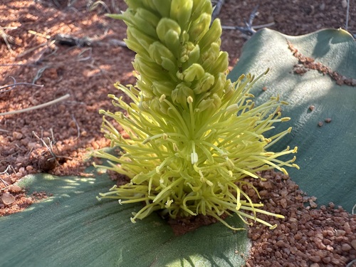 Daubenya namaquensis