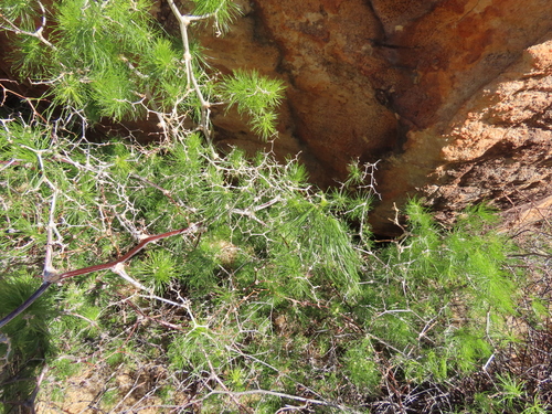 Image of Asparagus retrofractus by (c) Adele SL, some rights reserved (CC BY)