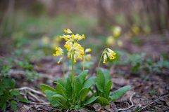 Primula veris macrocalyx