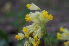 Primula veris macrocalyx