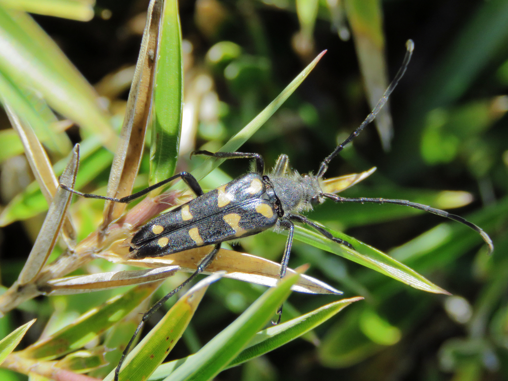 Leptura linwenhsini