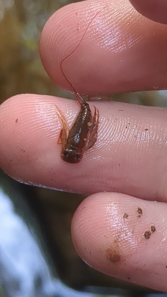 Appalachian Roachfly