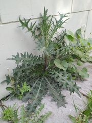 Cirsium vulgare
