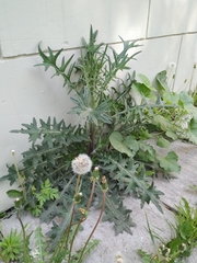 Cirsium vulgare