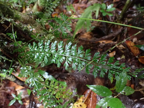 Image of Asplenium dregeanum by (c) Louis Aureglia, some rights reserved (CC BY)