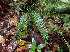 Asplenium dregeanum, photograph (c) Louis Aureglia, some rights reserved (CC BY)