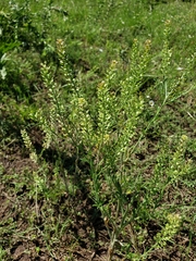 Lepidium austrinum