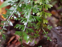 Asplenium dregeanum, photograph (c) Louis Aureglia, some rights reserved (CC BY)