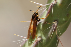Polistes comanchus comanchus