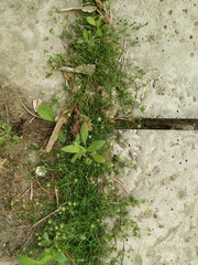 Sagina procumbens