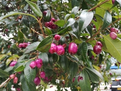 Syzygium phillyreifolium
