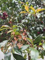 Syzygium phillyreifolium
