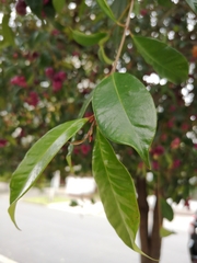 Syzygium phillyreifolium