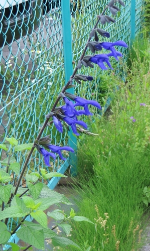 Salvia guaranitica
