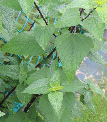 Salvia guaranitica